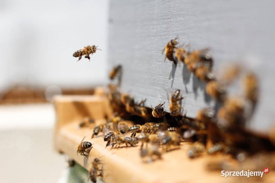 NATURALNE POLSKIE MIODY z Tradycyjnej Pasieki Andrychów
