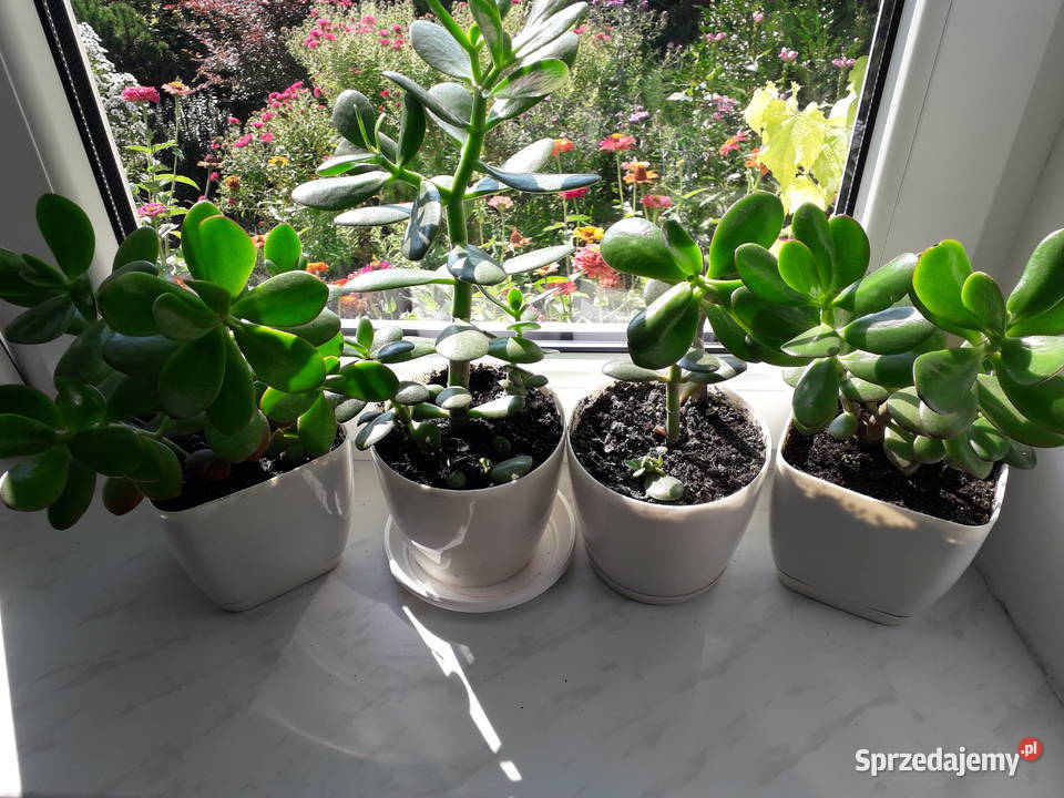 Kwiat doniczkowy grubosz drzewko szczęścia Skoczów