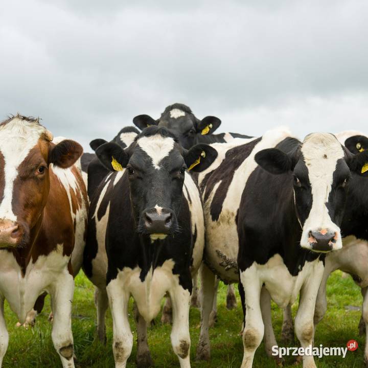Dezosan paleta 1000 preparat do suchej Miechów