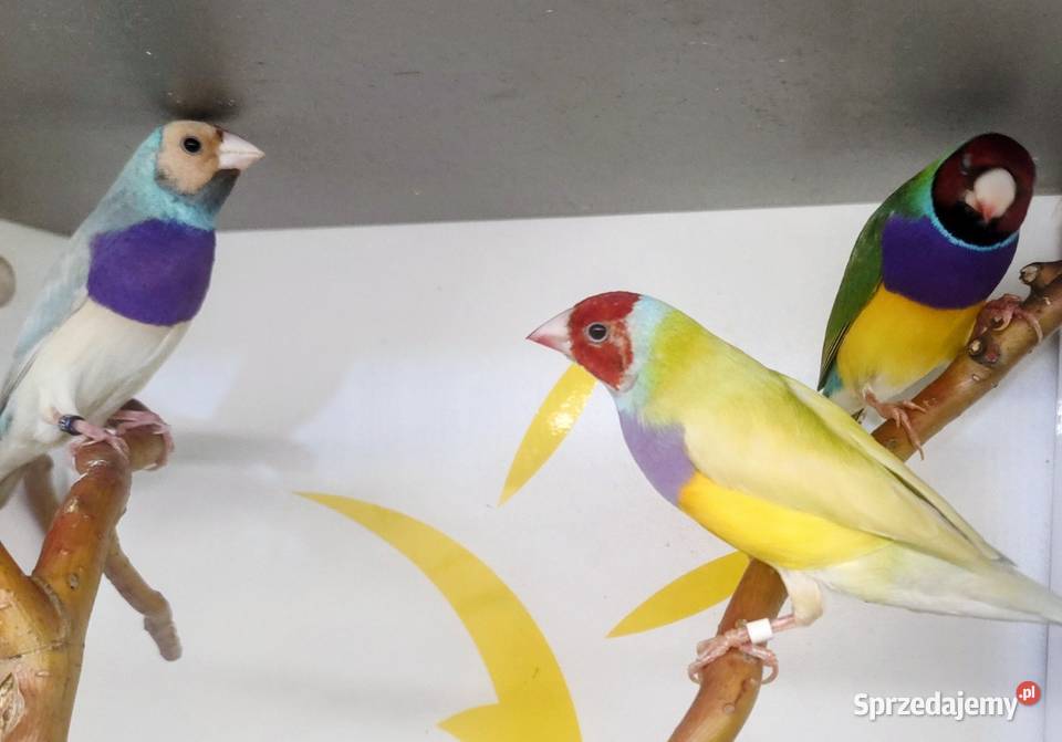 Amadyny wspaniałe Ptaki małopolskie Tarnów