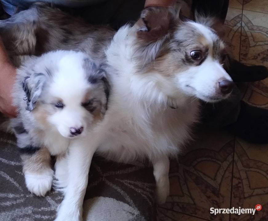 Miniaturowy owczarek amerykański Owczarek Sosnowiec