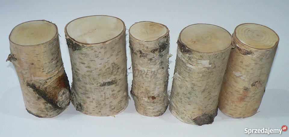 Pieńki dekoracyjne brzozowe wysokość 15 dolnośląskie Wrocław