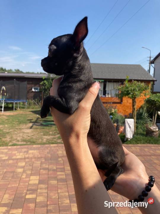 Chihuahua pieseksuczka Ciechanów