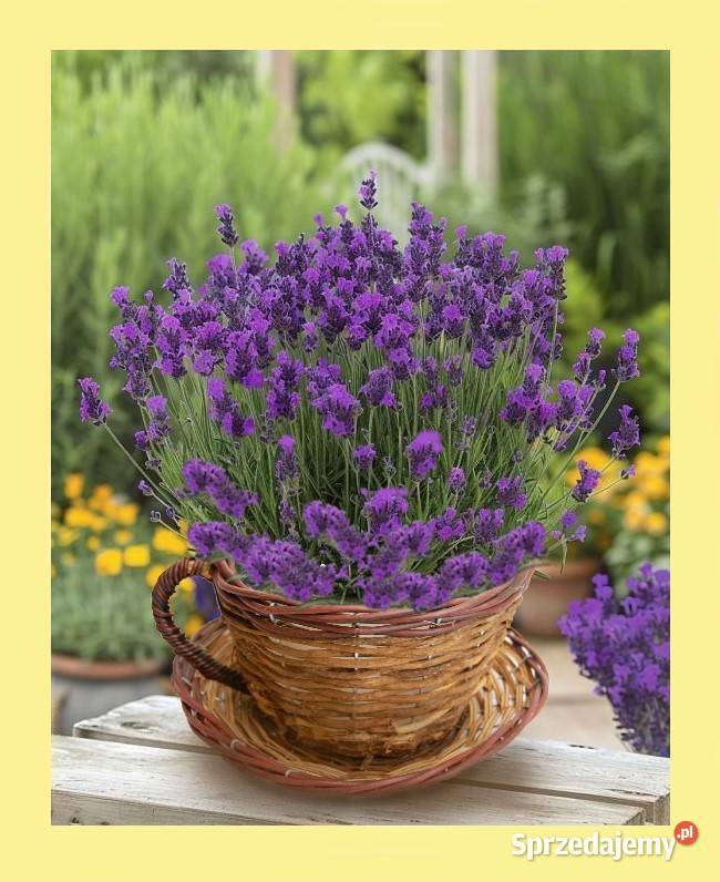 Filiżanka z wikliny osłonka wiklinowa pleciona Wyposażenie wnętrz Lublin