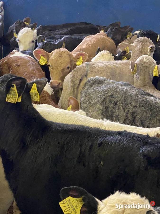Sprzedaż cieląt mięsnych I mieszańcy w wadze 70 Łomża