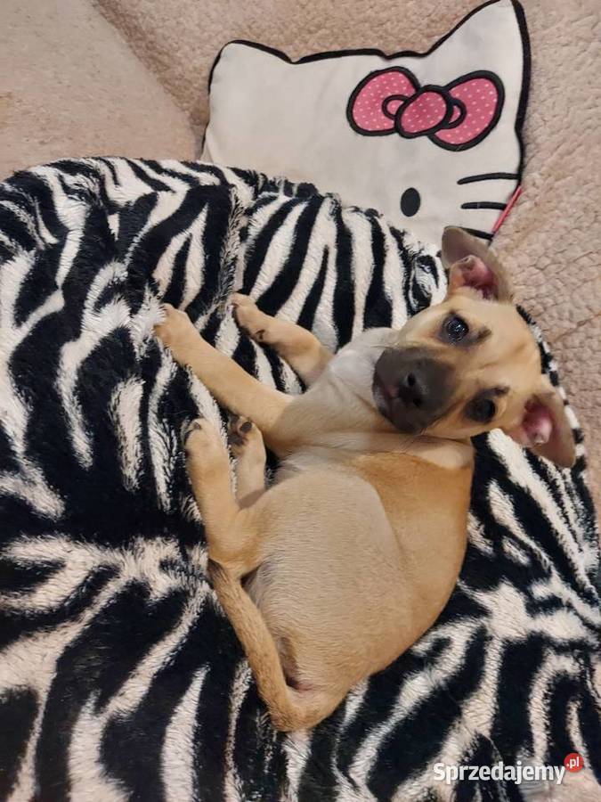 Buldog francuski mieszany Zborów