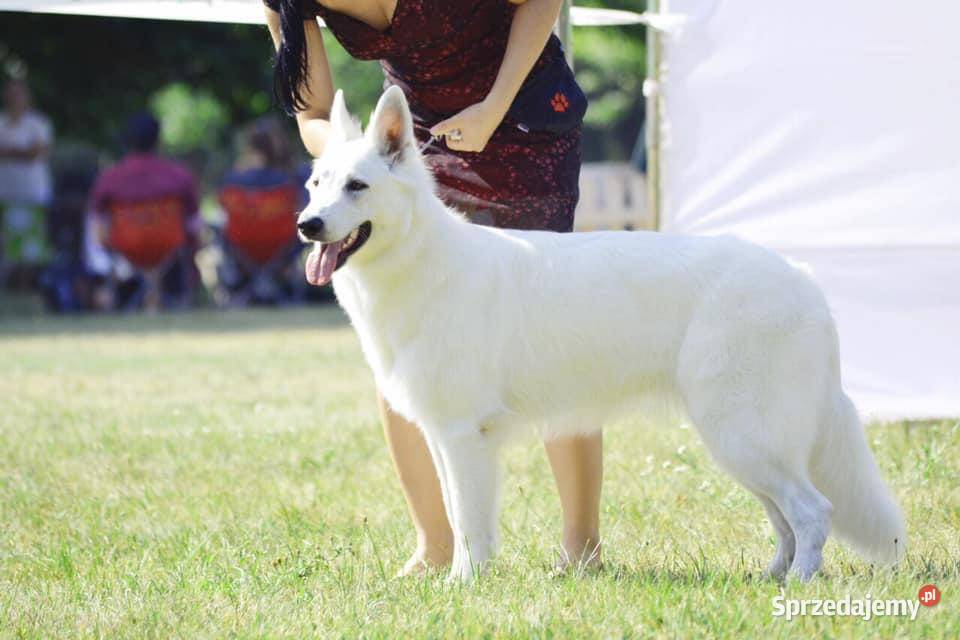 Szczenięta FCI Biały Owczarek Szwajcarski Jelcz-Laskowice