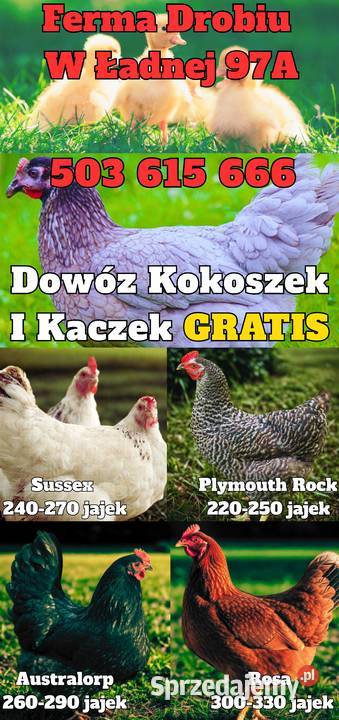 Kokoszki z GWARANCJĄ - Dowóz GRATIS Ferma Drobiu Ładna 97A