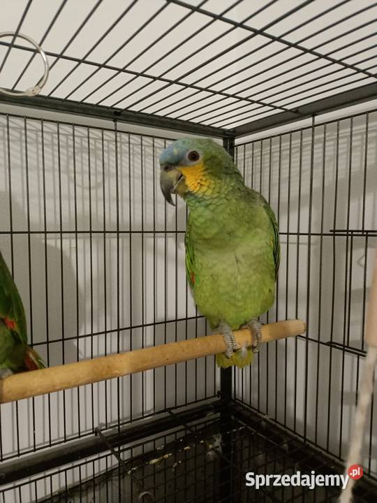 Papuga amazonka parka Ptaki Wyszków