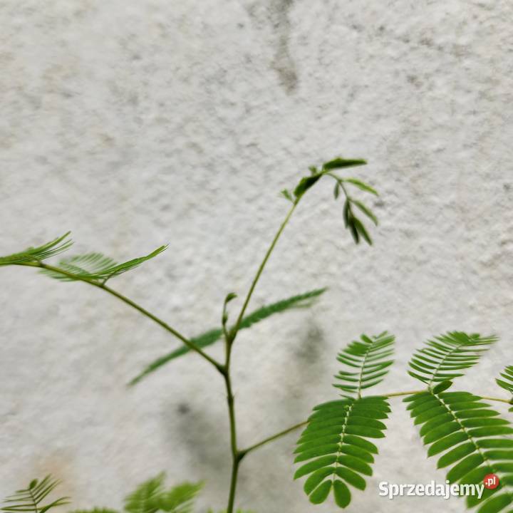 Albizia julibrissin młoda sadzonka 2030 Warszawa