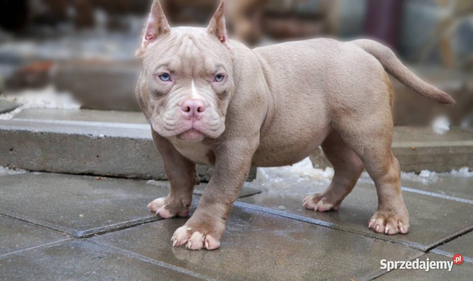 American Bully Pocket suka Limanowa
