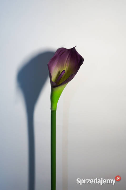 Kalia w kolorze fioletowym Częstochowa