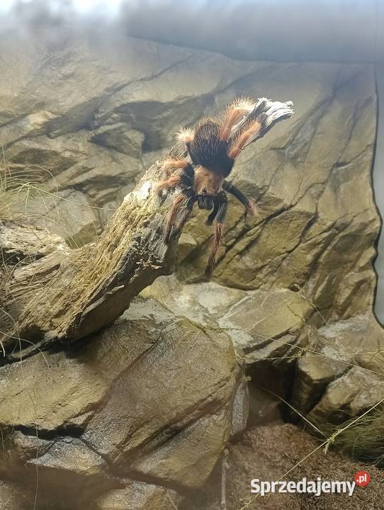 Ptasznik Brachypelma Boehmei 5dc samica mazowieckie Pogorzelec