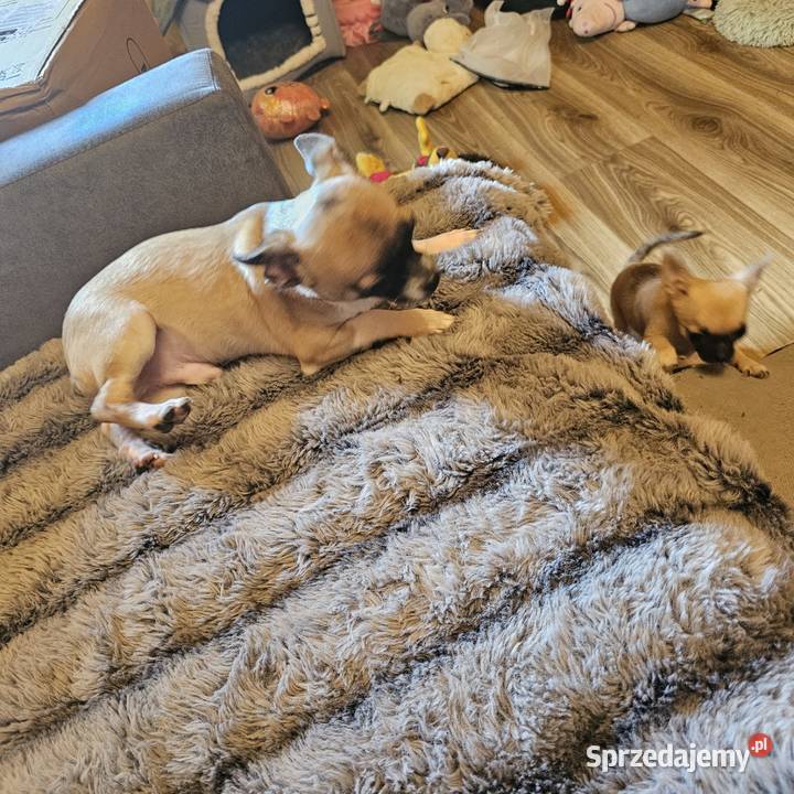 Chihuahua Exclusiv Piękny Mądry Jedyny taki Kołobrzeg