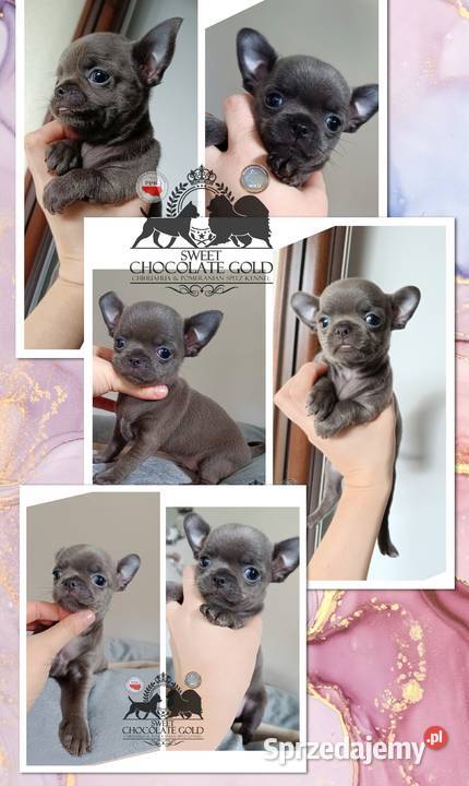 Chihuahua piesek krótkowłosy niebieski unikat łódzkie Bełchatów