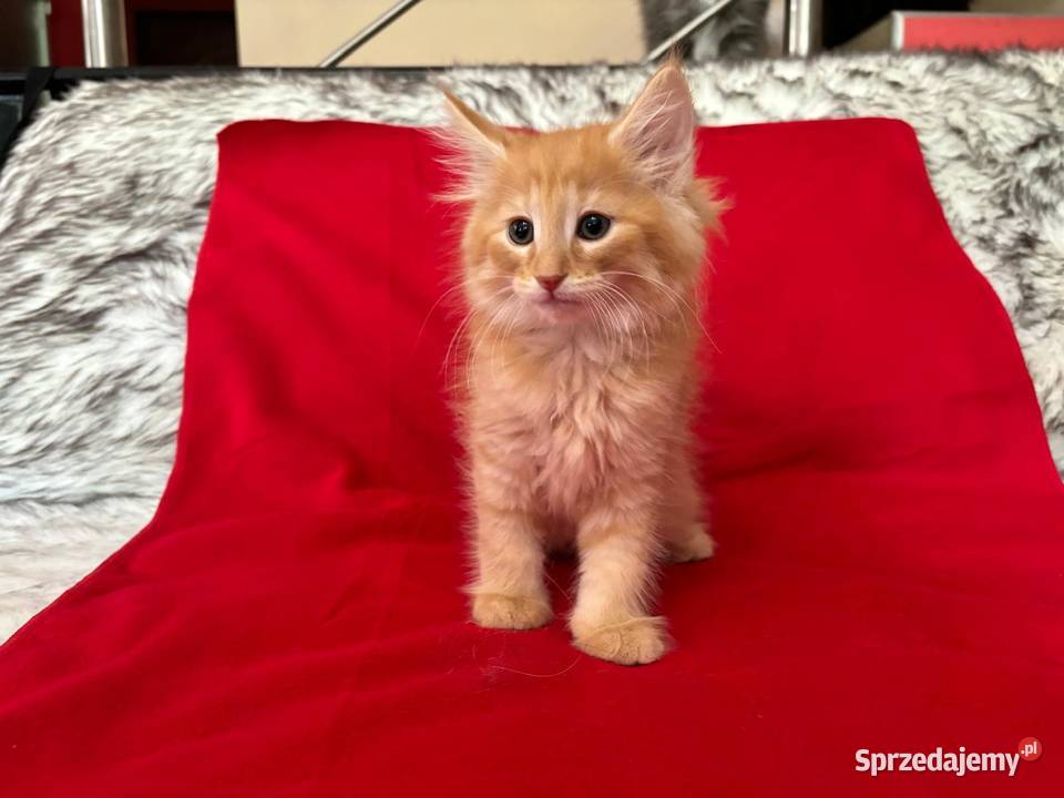 Kociaki Norweskie Leśne