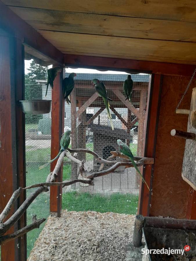 Aleksandretty wielkie Żywiec