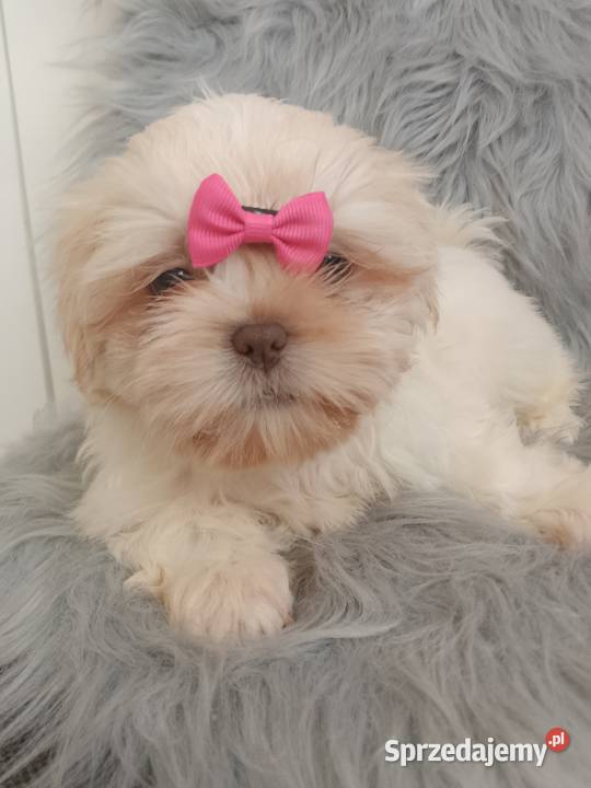 Unikatowa suczka rasy ShihTzu Namysłów