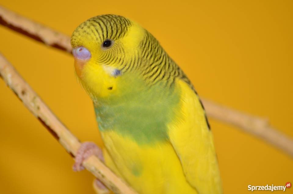 Papużki faliste papuga falista