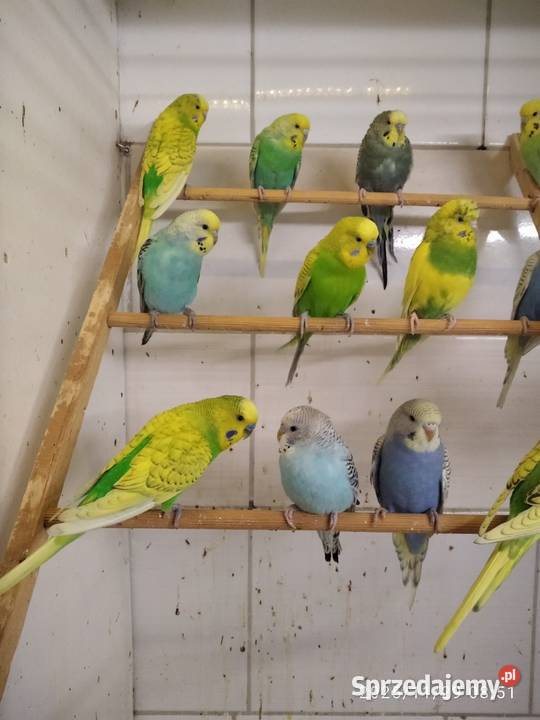Papugi faliste sprz fam Świerklany