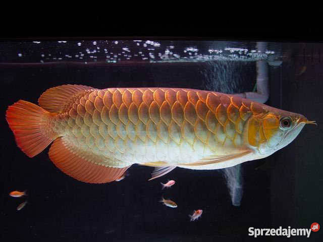 Najlepsze ryby słodkowodne jakości na sprzedaż Pozostałe dolnośląskie Wadochowice