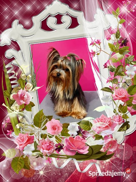 Yorkshire terrier Reproduktor z uprawnieniami Nowe Miasteczko
