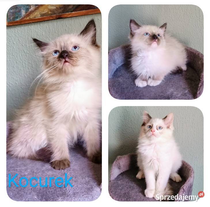 Piękne kocięta Ragdoll z rodowodem i wyprawką Łódź