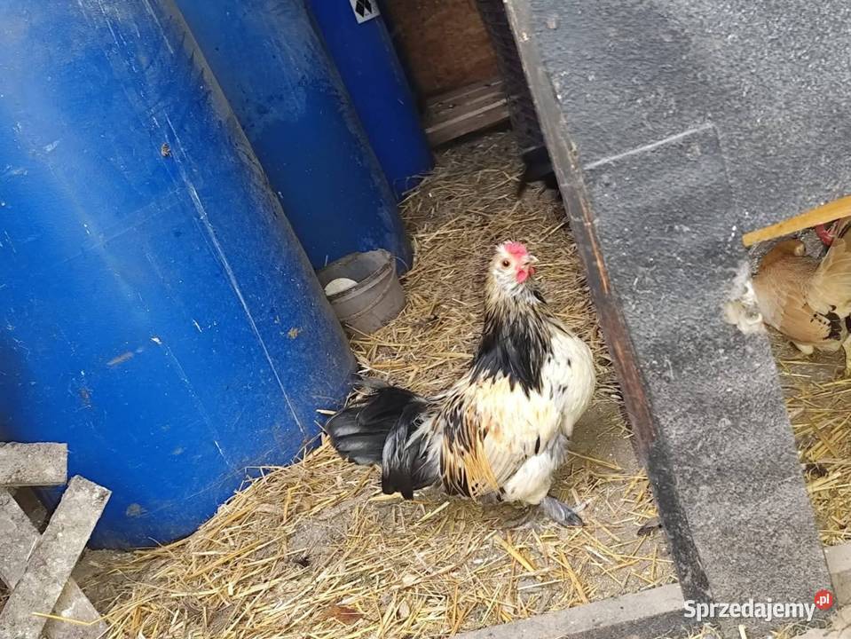 Koguciki cwerki Kościan sprzedam