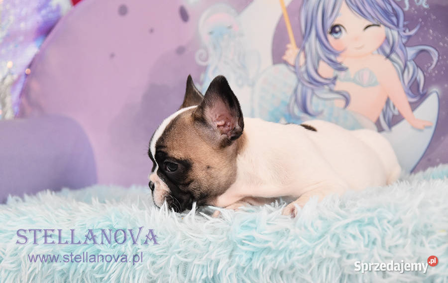 Buldog francuski szczenięta hod Stellanova FCI mazowieckie