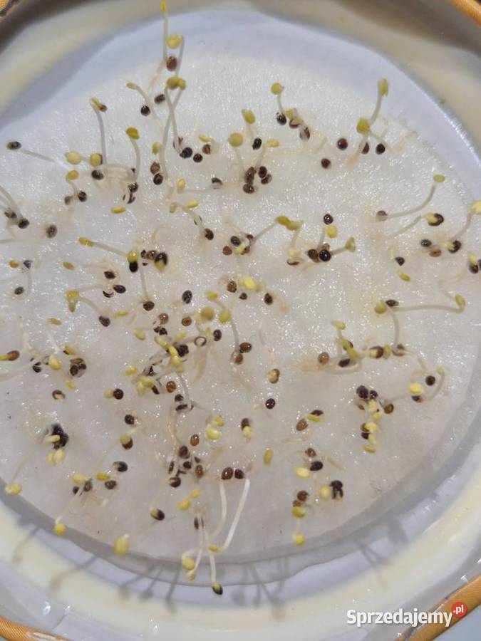 Tymianek nasiona Krasnystaw sprzedam