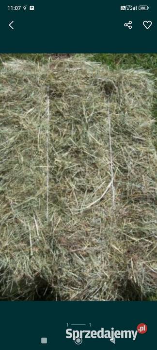 Siano mała kostka Stęszów