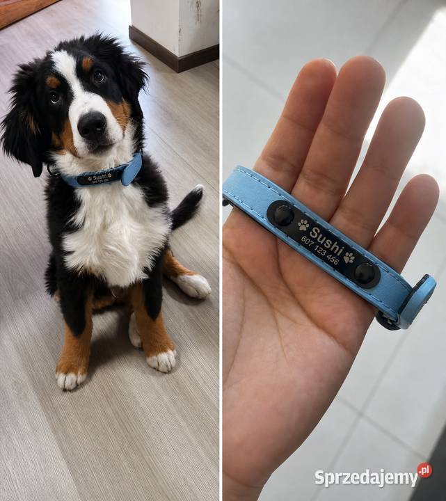 Personalizowana obroża psa z imieniem i numerem