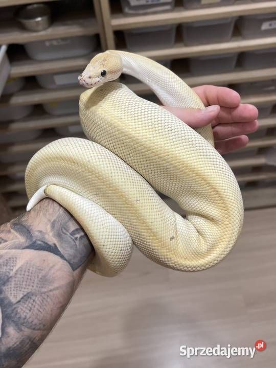 Biały pyton królewski Champagne Lesser het Pied Poznań