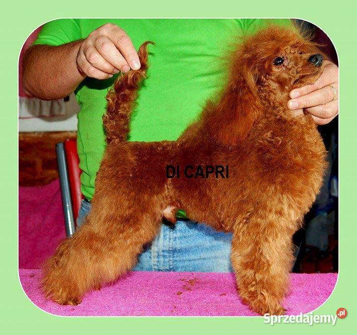 PUDEL TOY RED płowy samiec do odbiorurodowófd Bydgoszcz