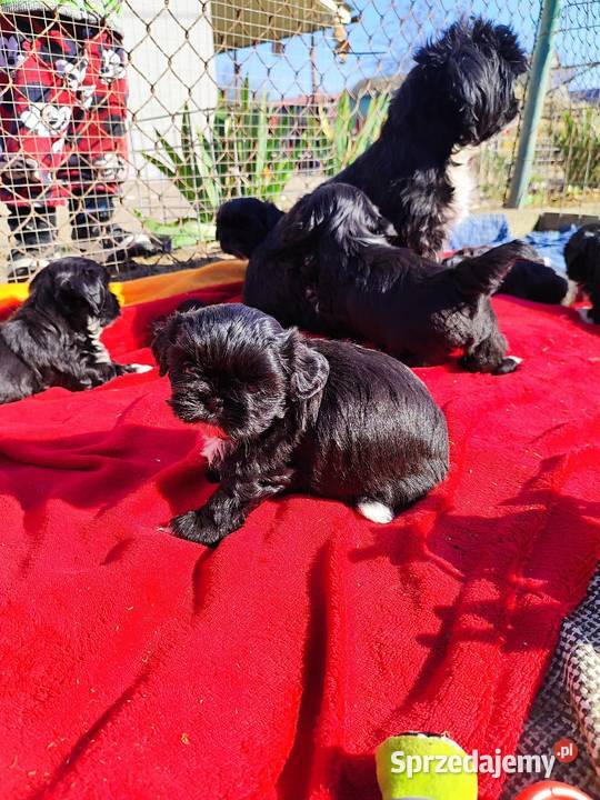 Shih tzu Zyck Polski