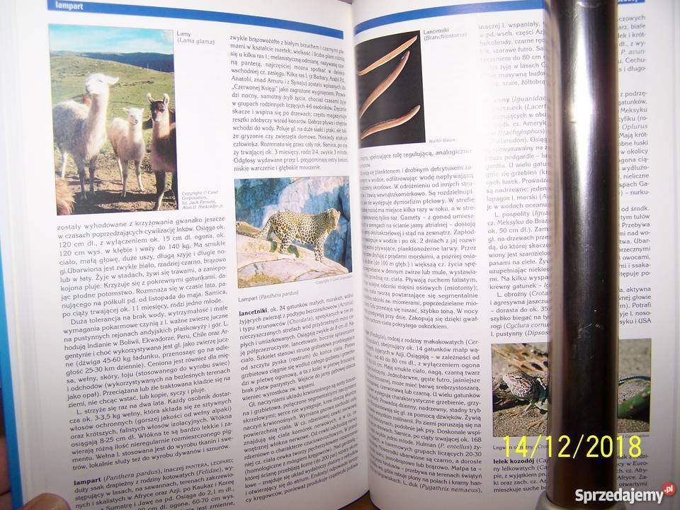 Encyklopedia Audiowizualna Britannica Zoologia Mysłowice
