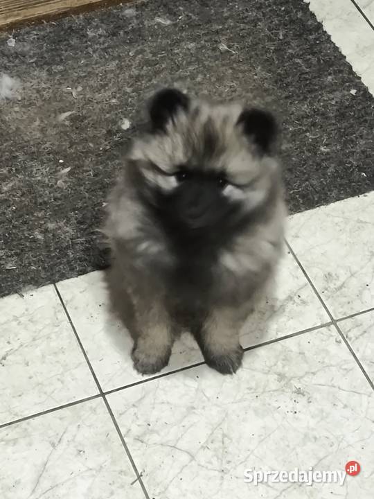 Szpic wilczy szczeniaki suczki i psy Pozostałe