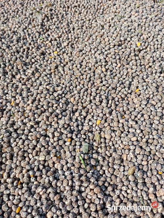 łubin słodki i gorzki żyto jare Popów-Kolonia