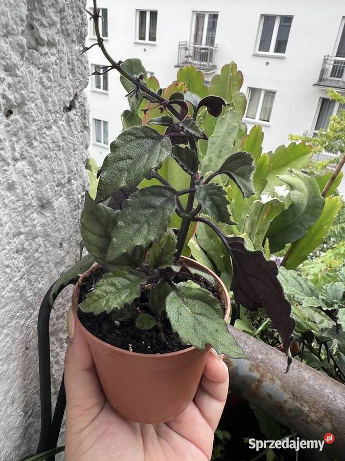 Plectranthus Mona Lavender roślina Warszawa