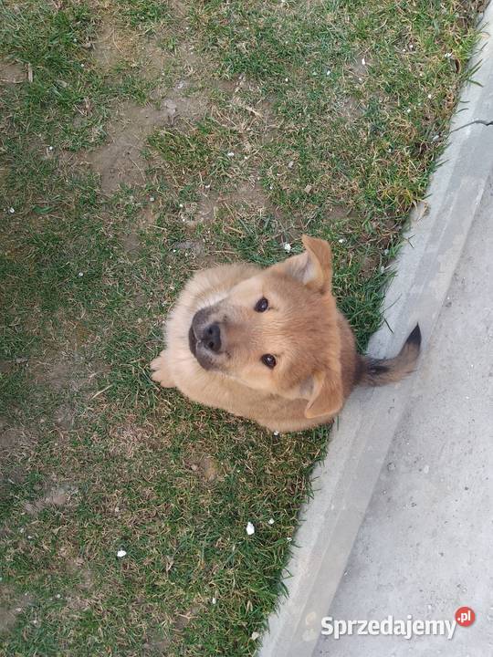 Szczeniaki pół chow chow Łańcut