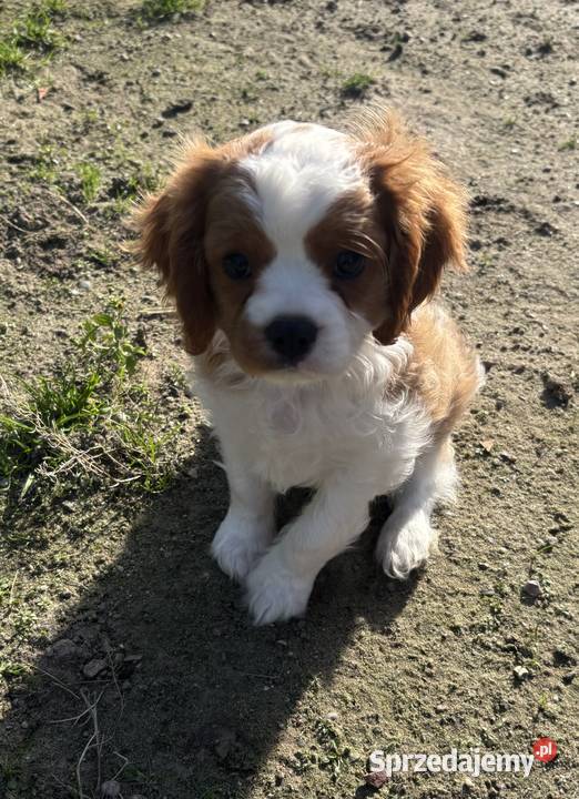 Cavalier King charles spaniel kujawsko-pomorskie Mrocza