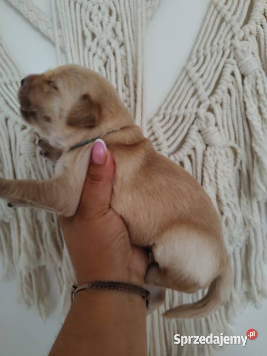 Golden Retriever pieski o suczki złote Tułowice sprzedam