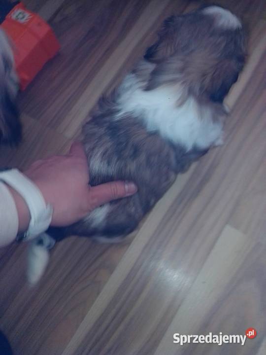 Shih TZU Lubin