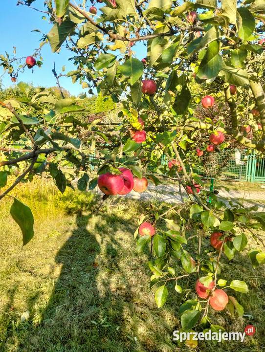 Działka w ROD Złocień ruokliwy solidny domek