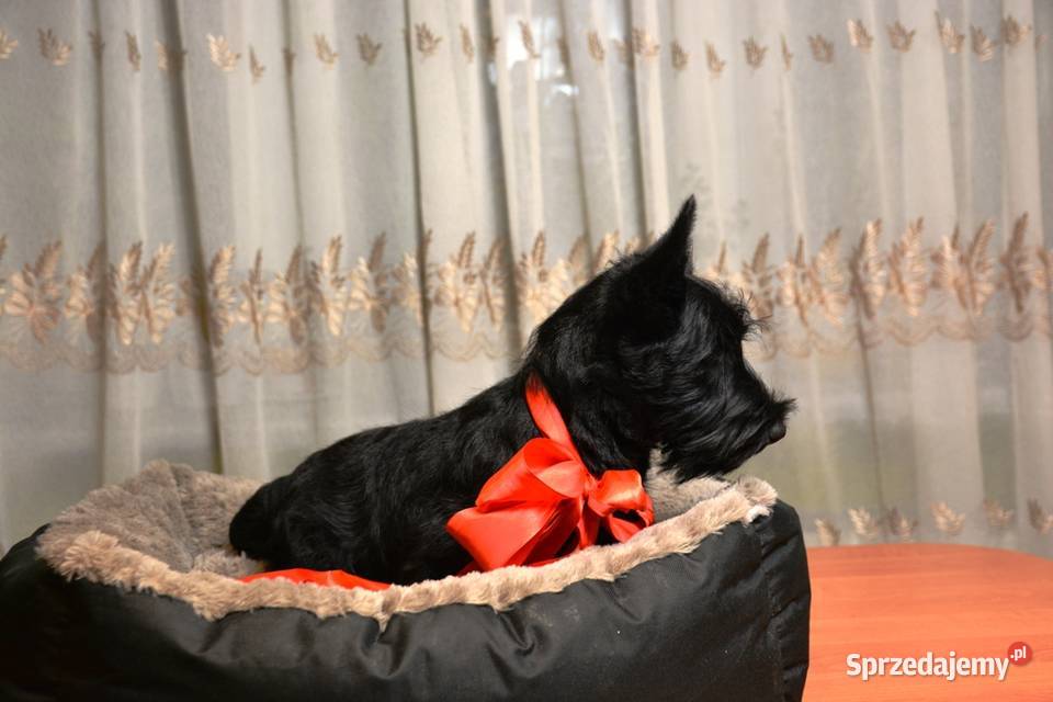 Terrier Szkocki rasowa suczka 4mce rodziny ZKwP Pozostałe Mińsk Mazowiecki