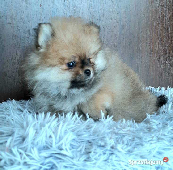 Szpic miniaturowy pomeranian suczka Pabianice sprzedam