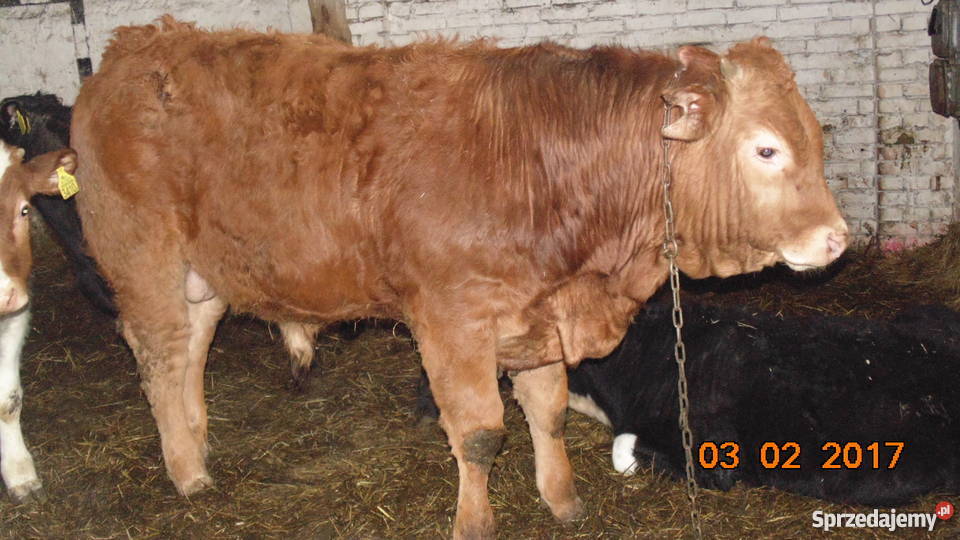 BYK LIMOUSINE 100 na zarodowego zachodniopomorskie Pyrzyce