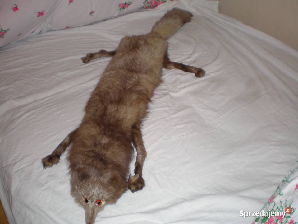 Sprzedam kołnierz z lisa używany stan Pozostałe