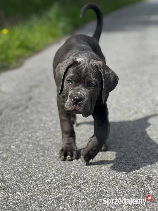 Piękna suczka cane corso z domowej hodowli Warszawa