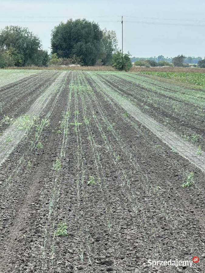 Treffler pielnik opielacz Sobeckidoradztwo wielkopolskie Trzemeszno